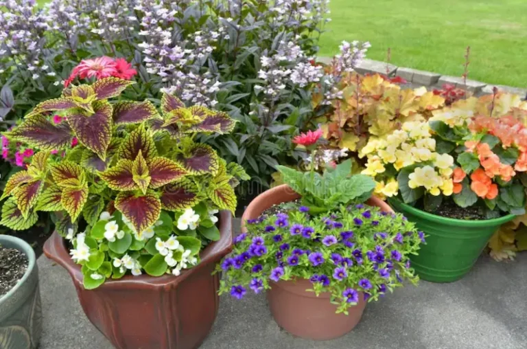 Many potted plants with great colors on a patio
