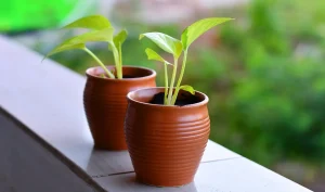 Two young plants sprouting in their pots