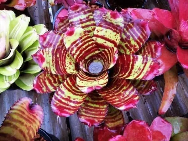 Neoregelia Bromeliad with scarlet and yellow color bands
