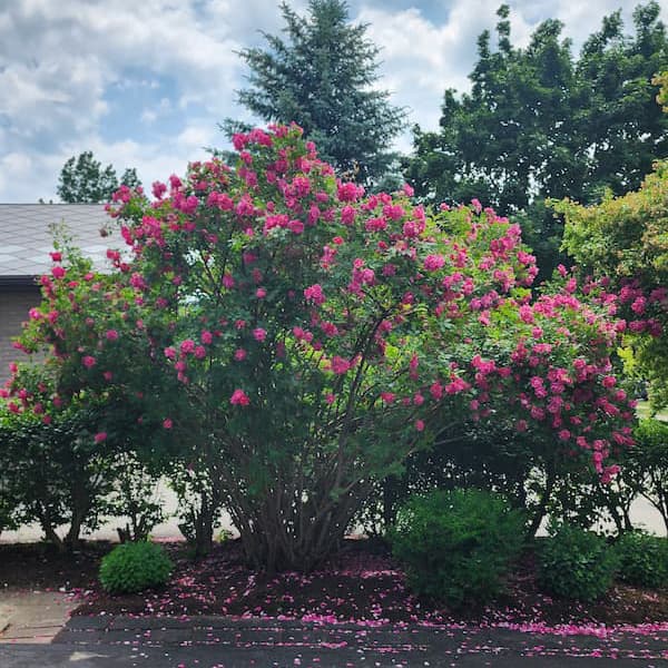 A fifteen-foot-high Canadian explorer rose bush full of red flowers