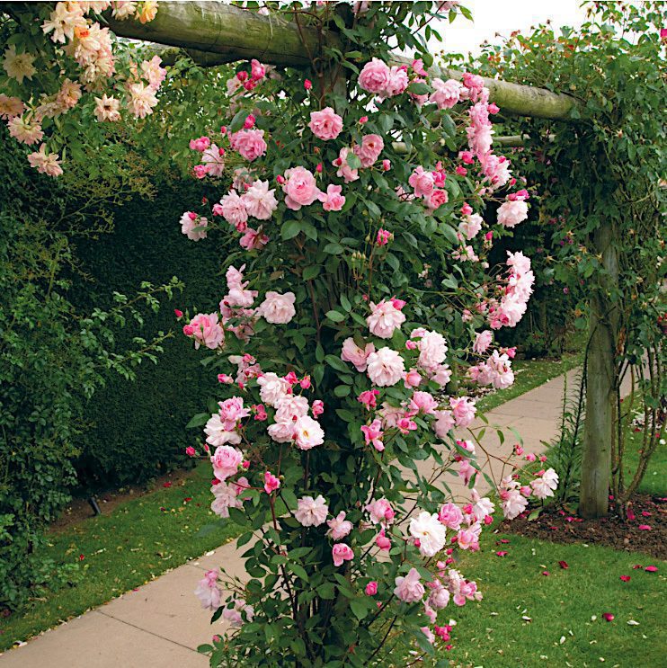 Mortimer sackler climbing rose with dozens of pink flowers