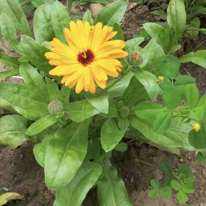 a bright yellow calendula flower and plant