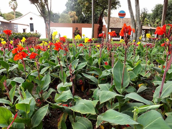 A patch of dozens of redish purple Canna Indica in bloom