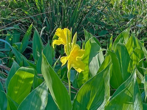 A single Canna Flacida yellow flower