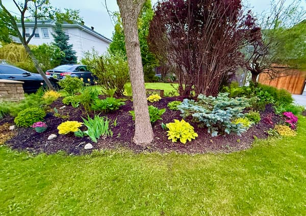A landscape mound, in the style of a berm, with taller shrubs at the rear of the mound which serve as backdrop for colourful plants, hostas, junipers and others.