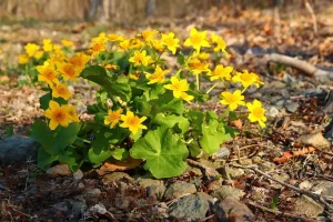 A Marsh Marigold plant in full yellow bloom