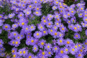 a top view of a filed of purple new england asters