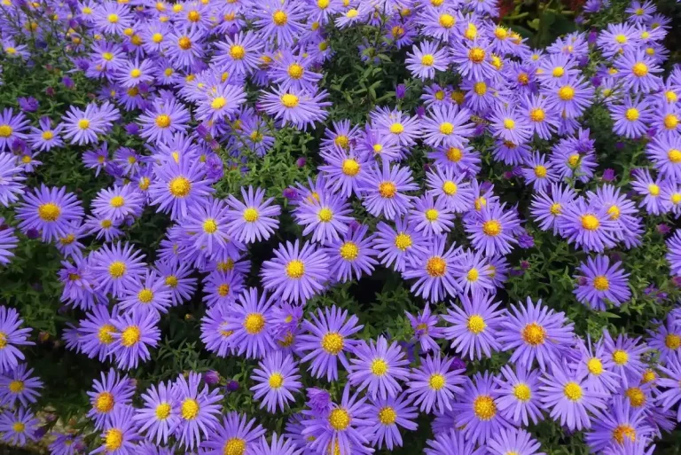 New England Aster for Late Season Blooms