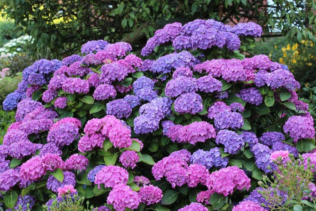 Pink and purple hydrangea with dozens of big ball-like flowers