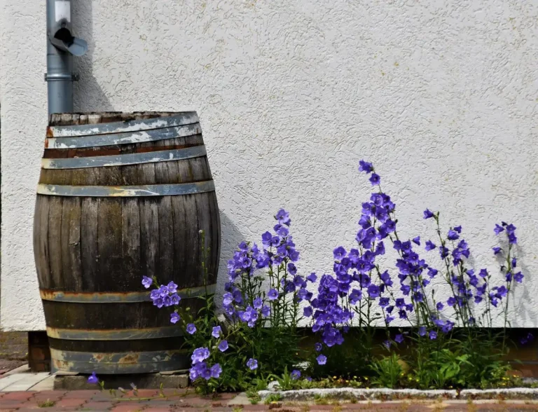 Rain rustic wooden barrel beside a garden with purple flowers