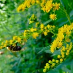 Early Goldenrod with pollinator on its yeallow flowers
