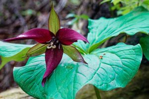 Red trillium and large leaf in a field