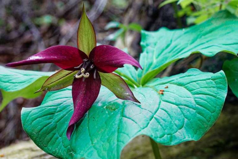 Red trillium and large leaf in a field