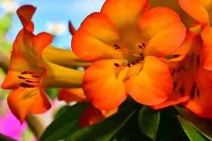 Fully developed bright orange flowers