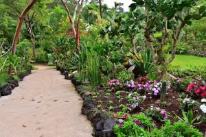 A walking path through stirking botanical displays of colorful mexican plants