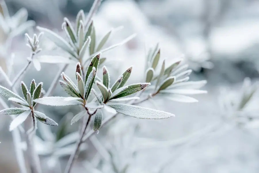 Marijuan leaves covered by a cold frost