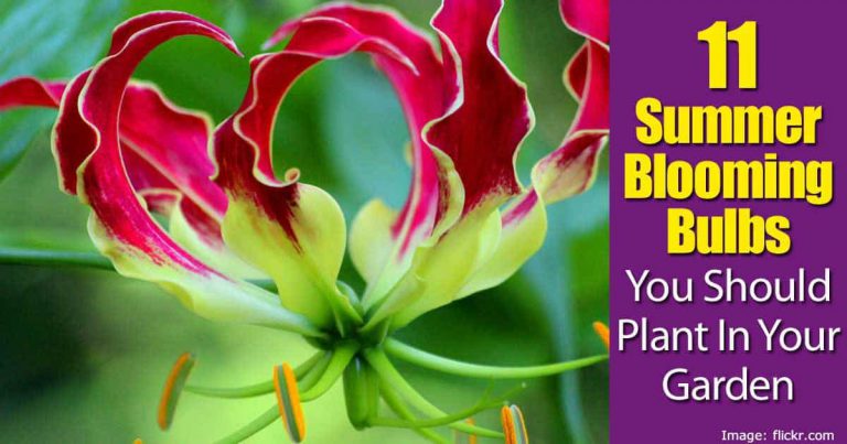 Summer Blooming Flower Ideas For Your Garden
