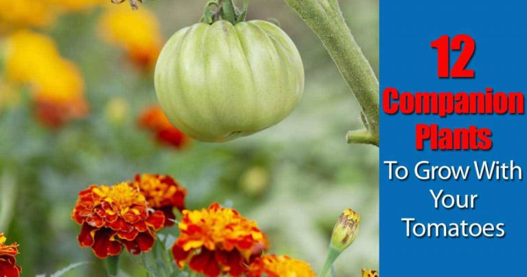 Companion Plants For Tomatoes