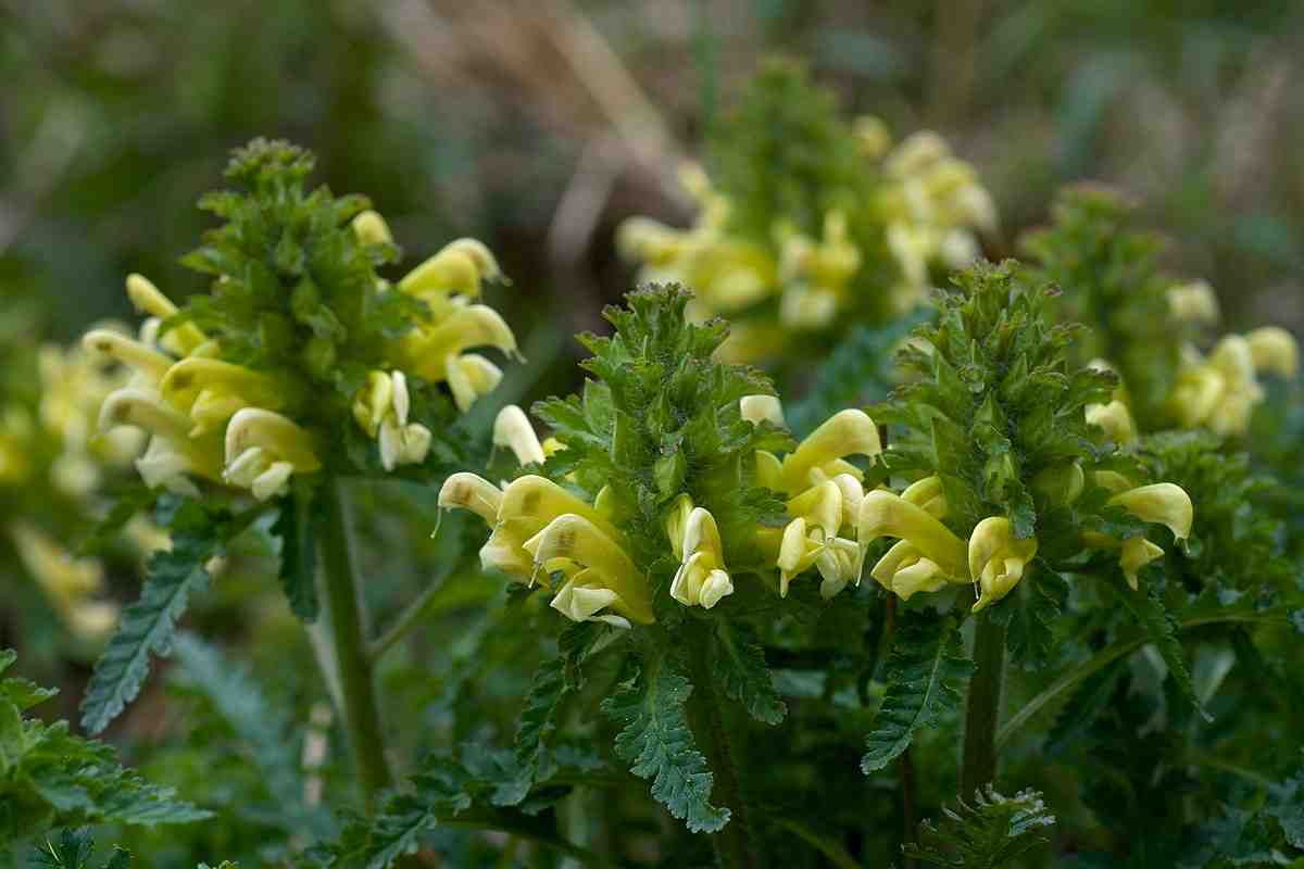 Wood Betony Flower