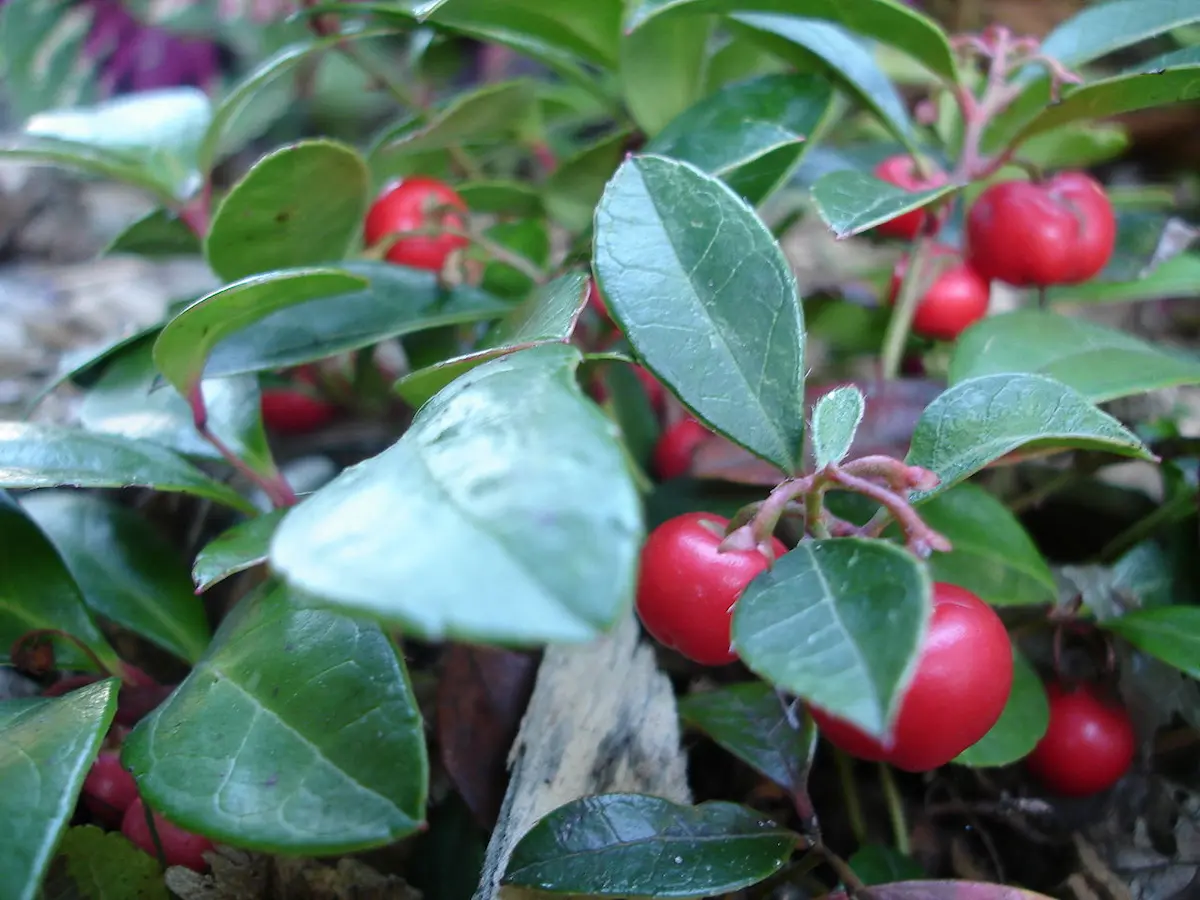 Wintergreen plant with leaves and fruit
