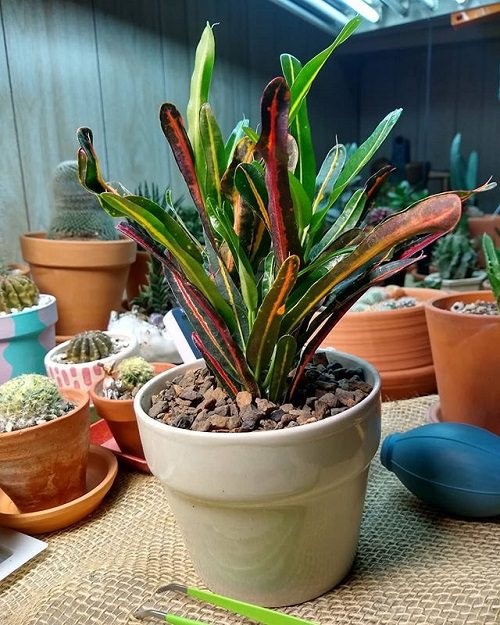 Lauren's Rainbow Croton in a container 
