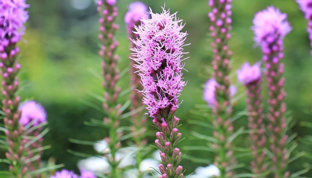 A small patch of Blazing Star - Liatris spicata