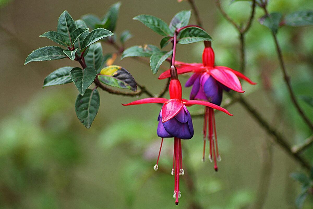 Beautiful pink and purple fuchsia flowers on their plant