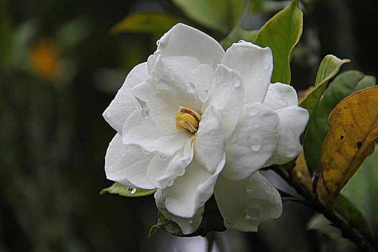 How To Grow and Care For Gardenia Plants
