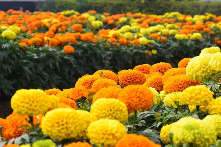 How To Grow And Care For Marigold Flowers