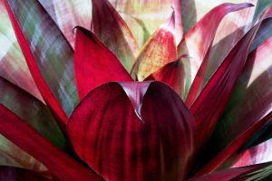 red petaled bromeliad flower