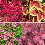 Four colourful coleus plants