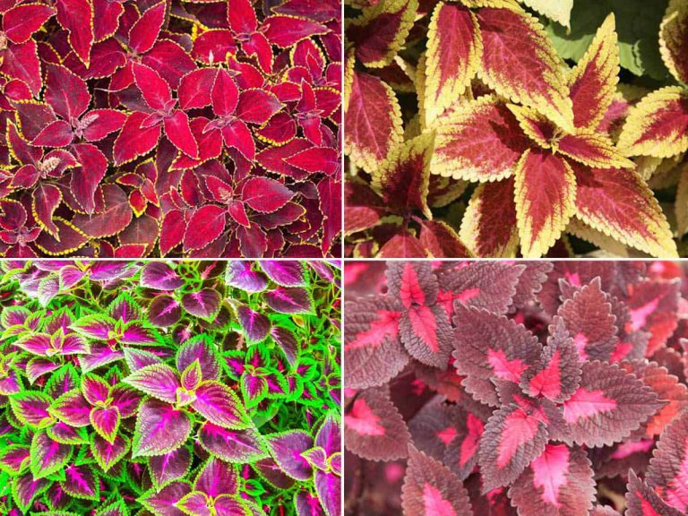 Care and Use Colorful Coleus Plants