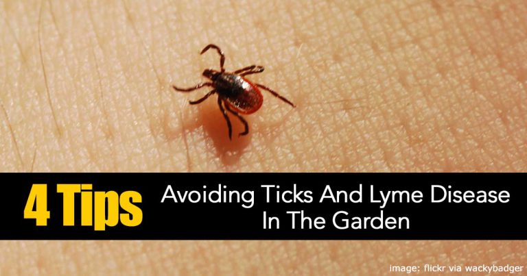 Tips On Avoiding Ticks And Lyme Disease