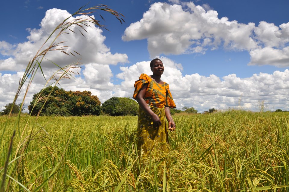 A woman standing in a crop field in East Africa supporting local and sustainable food production