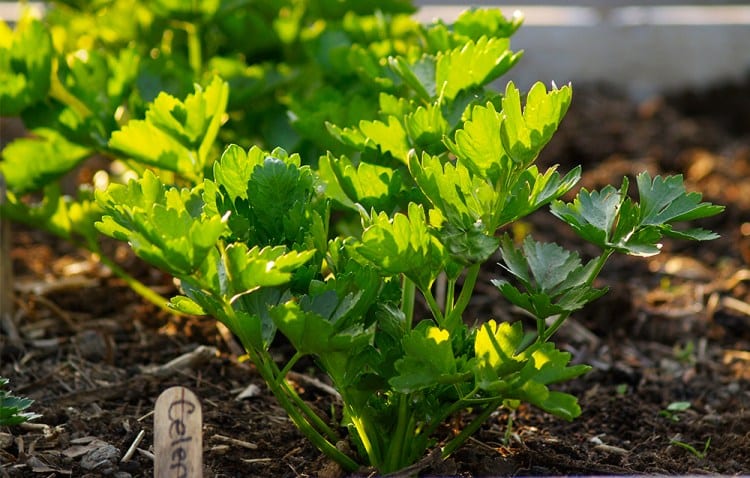 How To Grow Your Own Organic Celery