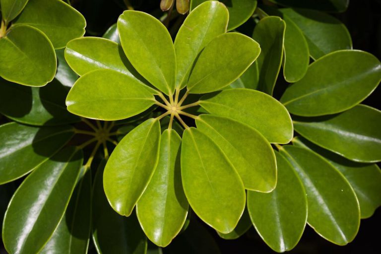 Care For Schefflera Arboricola – Dwarf Umbrella Tree