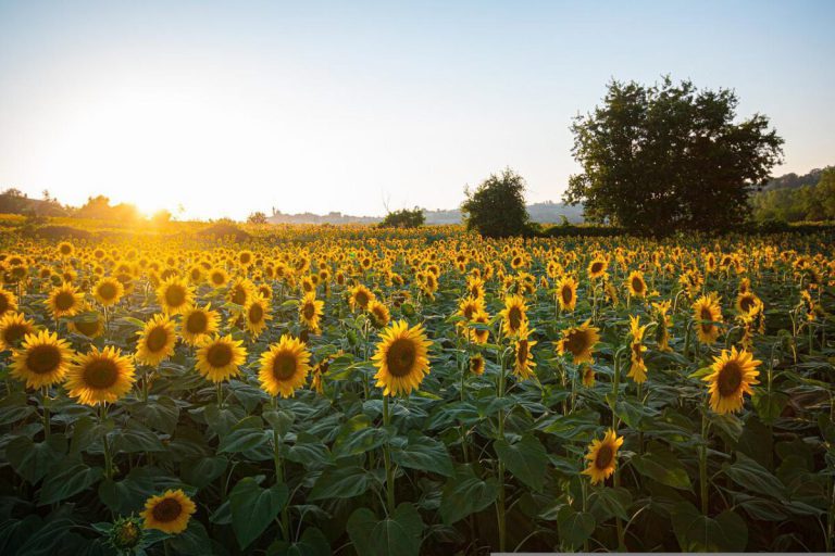 Sunflowers are Nutritional, Long Summer Bloomers