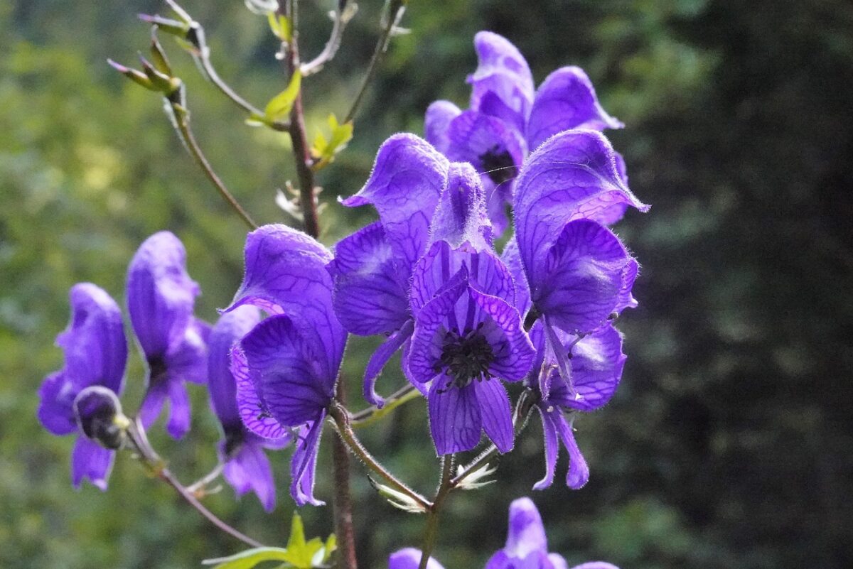 A close up of Purple skullcap flowers