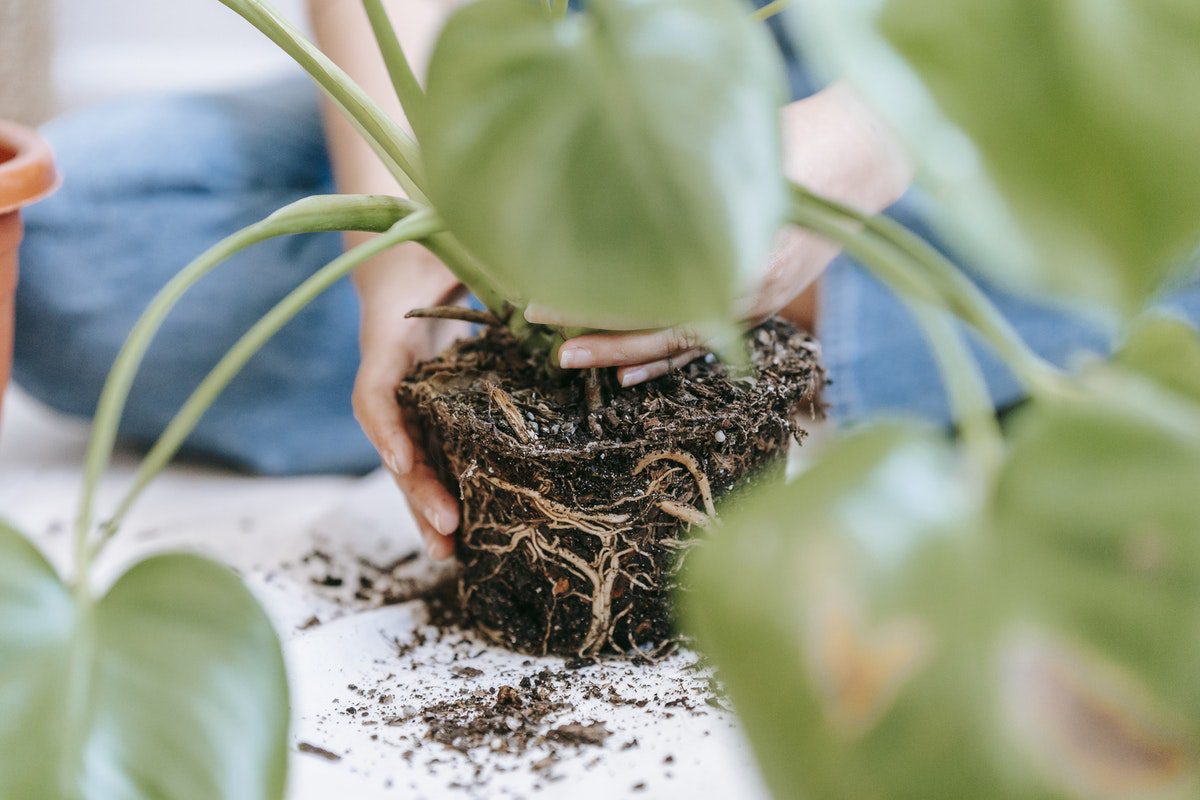 minimizing transplant shock by stimulating roots before replanting