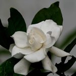 white Gardenia Flower