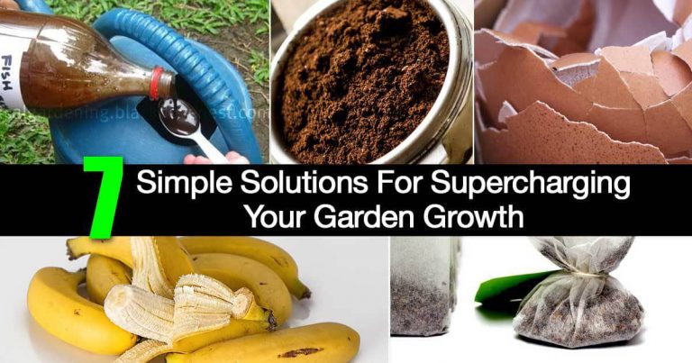 Improve your Gardening Soil for a Vibrant Garden