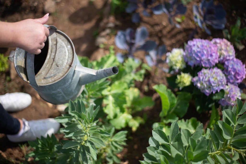 Overwatering Plants Is To Be Avoided Overwatering Plants Is To Be Avoided