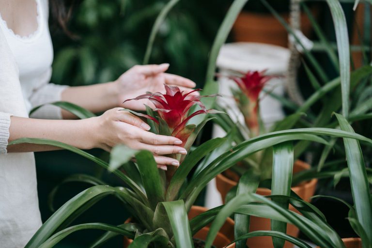 How To Grow And Care For Bromeliads Plants