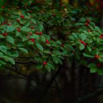 Close-up photo of Winterberry Plant