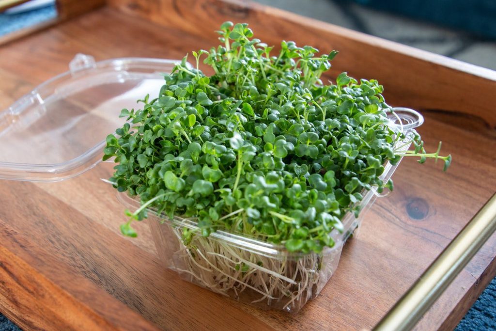 Microgreens growing in a clear plastic container