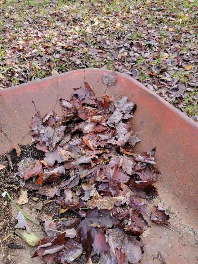 A wheelbarrow with lots of maple leaves ready for winter compost