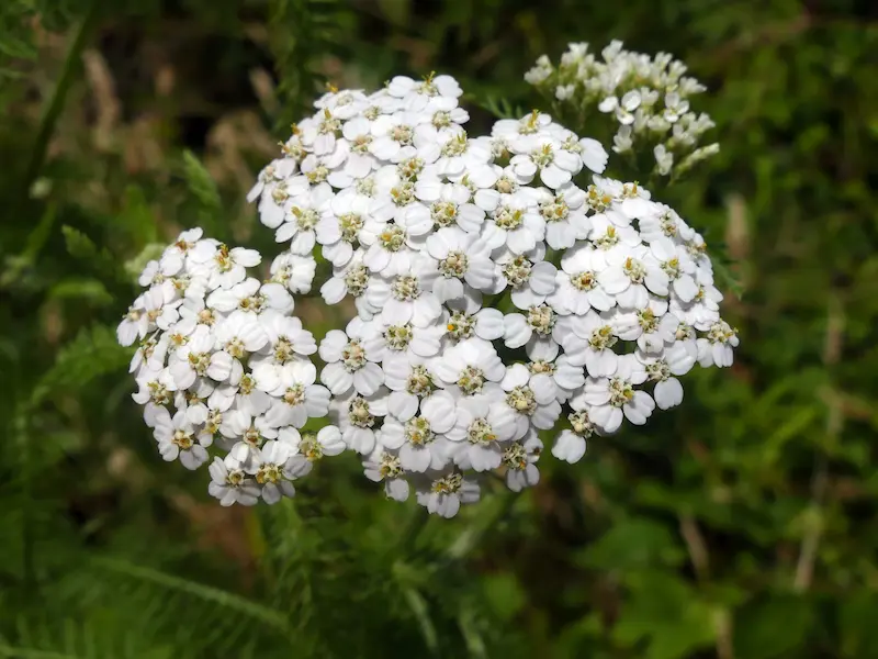 A close up of a cluster of small white flowers of the common yarrow.