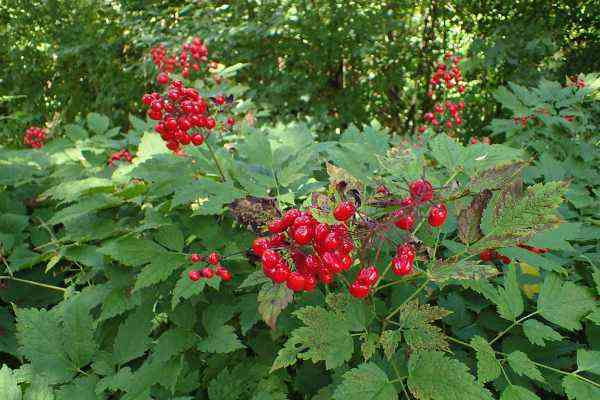 A full view of a actaea rubra plant with red fruit