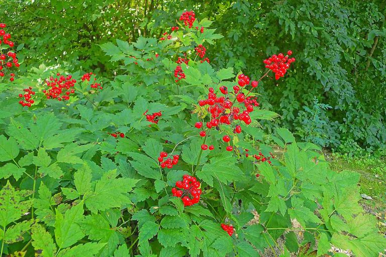 Red Baneberry For Shade Gardens