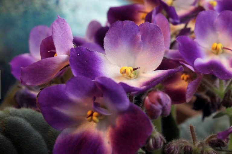 African Violet Care and Propagation